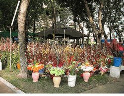 Hoa Dao Hoa ��o. Cherry blossoms