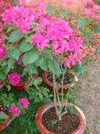 Hoa Giay tree 1 pots medium size