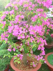 Hoa Giay tree