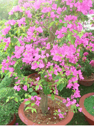 Hoa Giay tree