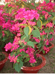 Hoa Giay tree
