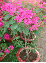 Hoa Giay tree