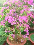 Hoa Giay tree