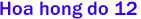 Hoa hong do 12