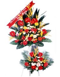 Hoa khai truong