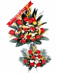 Hoa khai truong