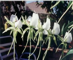 Hoa Lan