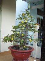 Hoa Mai 2008-02