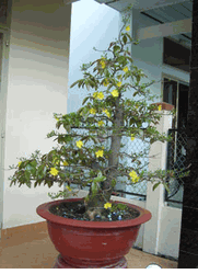 Hoa Mai 2008-02