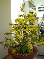 hoa mai 2008 Bonsai Tree 