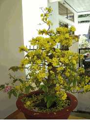 hoa mai 2008 Bonsai Tree 
