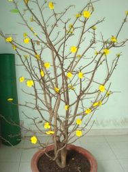 Hoa mai bloom plants
