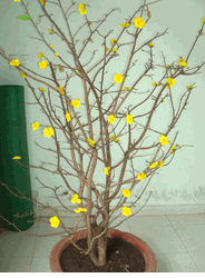 Hoa mai bloom plants