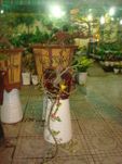 Hoa mai bonsai