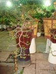 Hoa mai bonsai