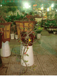 Hoa mai bonsai