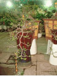 Hoa mai bonsai