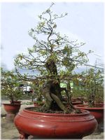 Hoa Mai Bonsai Tree