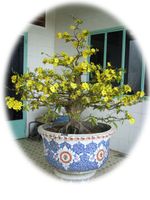 Hoa Mai BonSai Tree-3