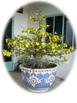Hoa Mai BonSai Tree-3
