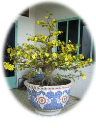 Hoa Mai BonSai Tree-3