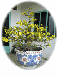 Hoa Mai BonSai Tree-3