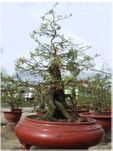 Hoa Mai Bonsai Tree
