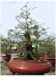 Hoa Mai Bonsai Tree