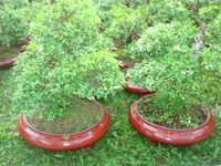 Hoa mai chieu thuy 2 pots