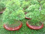 Hoa mai chieu thuy 2 pots