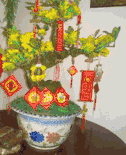 Hoa mai medium size