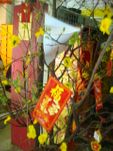 Hoa Mai Plum