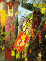 Hoa Mai Plum