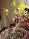 Hoa Mai Plum Bonsai