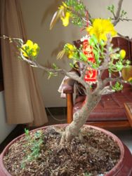 Hoa Mai Plum Bonsai