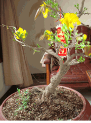 Hoa Mai Plum Bonsai