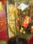 Hoa mAi Plum Tree