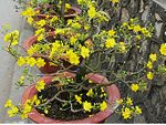 Hoa Mai Plum Tree 