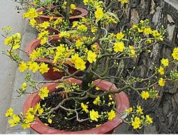 Hoa Mai Plum Tree 