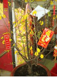Hoa mAi Plum Tree