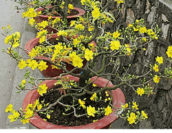Hoa Mai Plum Tree 