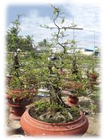 Hoa Mai Tree