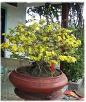 Hoa Mai Tree