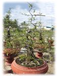 Hoa Mai Tree