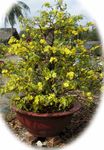 hoa mai Tree