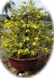 hoa mai Tree