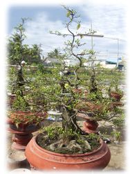 Hoa Mai Tree
