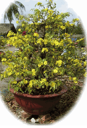 hoa mai Tree