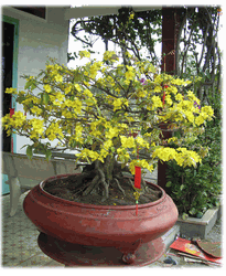 Hoa Mai Tree