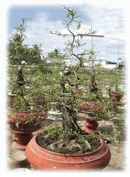 Hoa Mai Tree